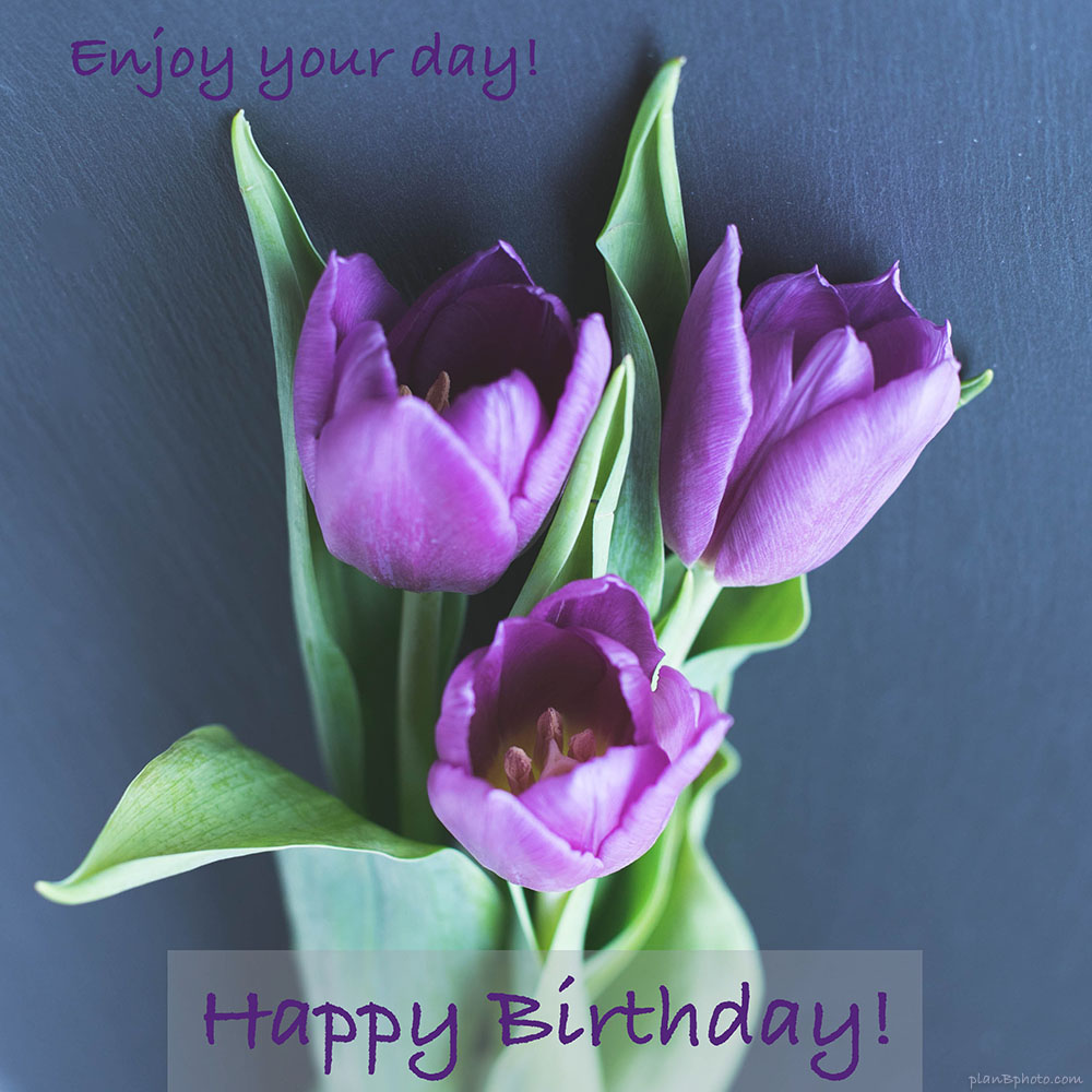 Happy birthday to a friend. Purple tulips on a dark background birthday card