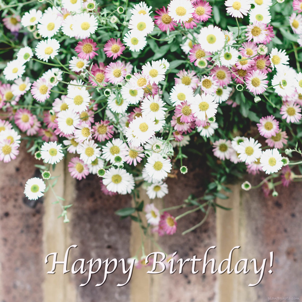 Happy Birthday card with white and pink daisies