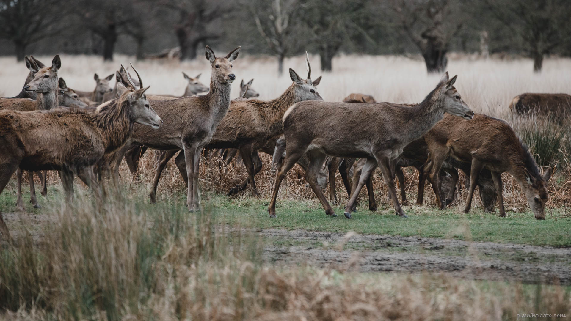 Herd of red deer in Richmond park free desktop image