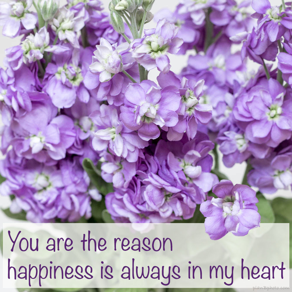 Happiness quote with purple flowers