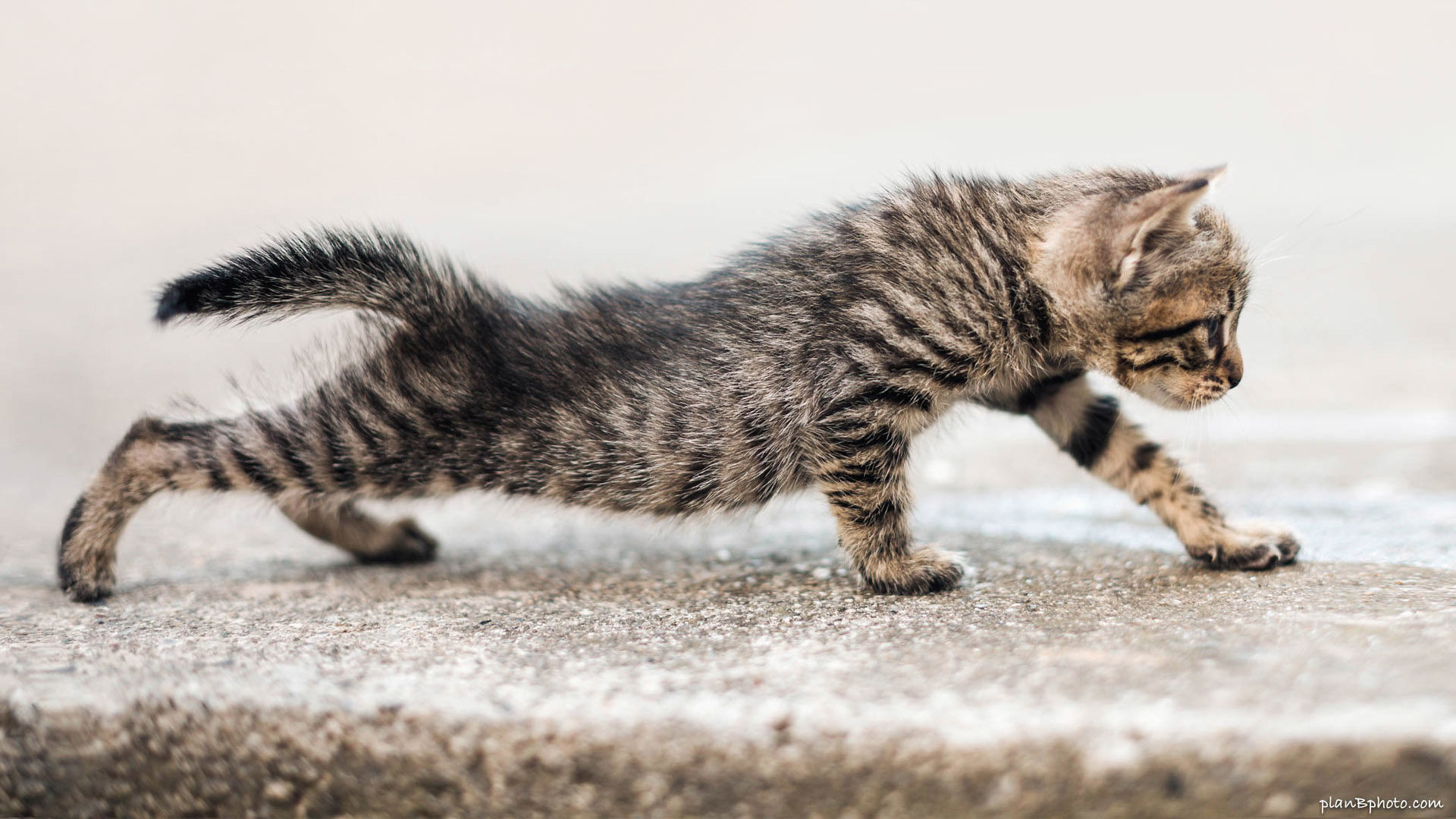 Stretching kitten desktop wallpaper
