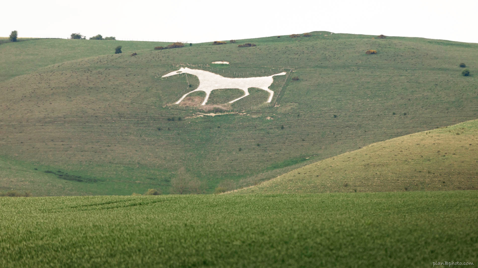 Alton Barnes white horse image