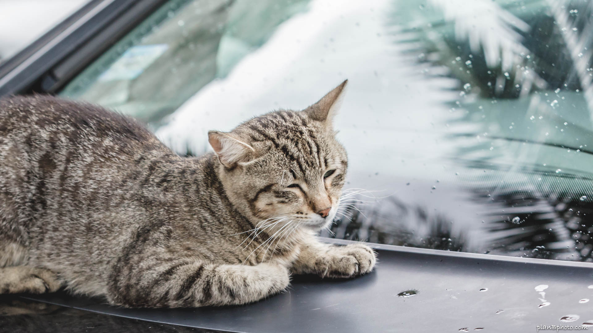 Cat sleeping on a car