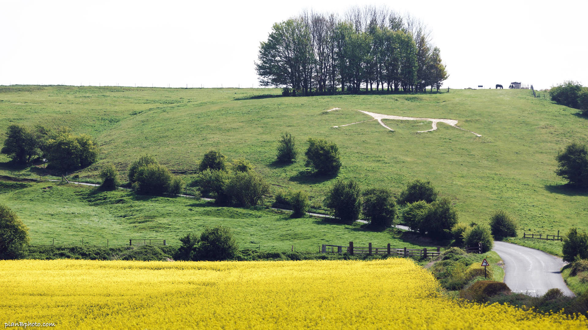 Hackpen White Horse on the green hill near a yellow field of raps flowers