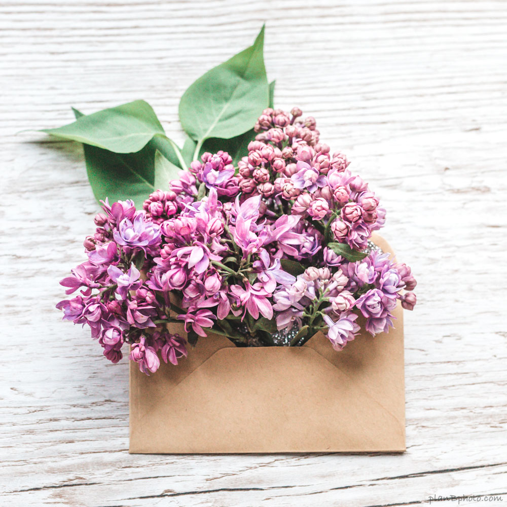 Lilac flowers in an envelope image