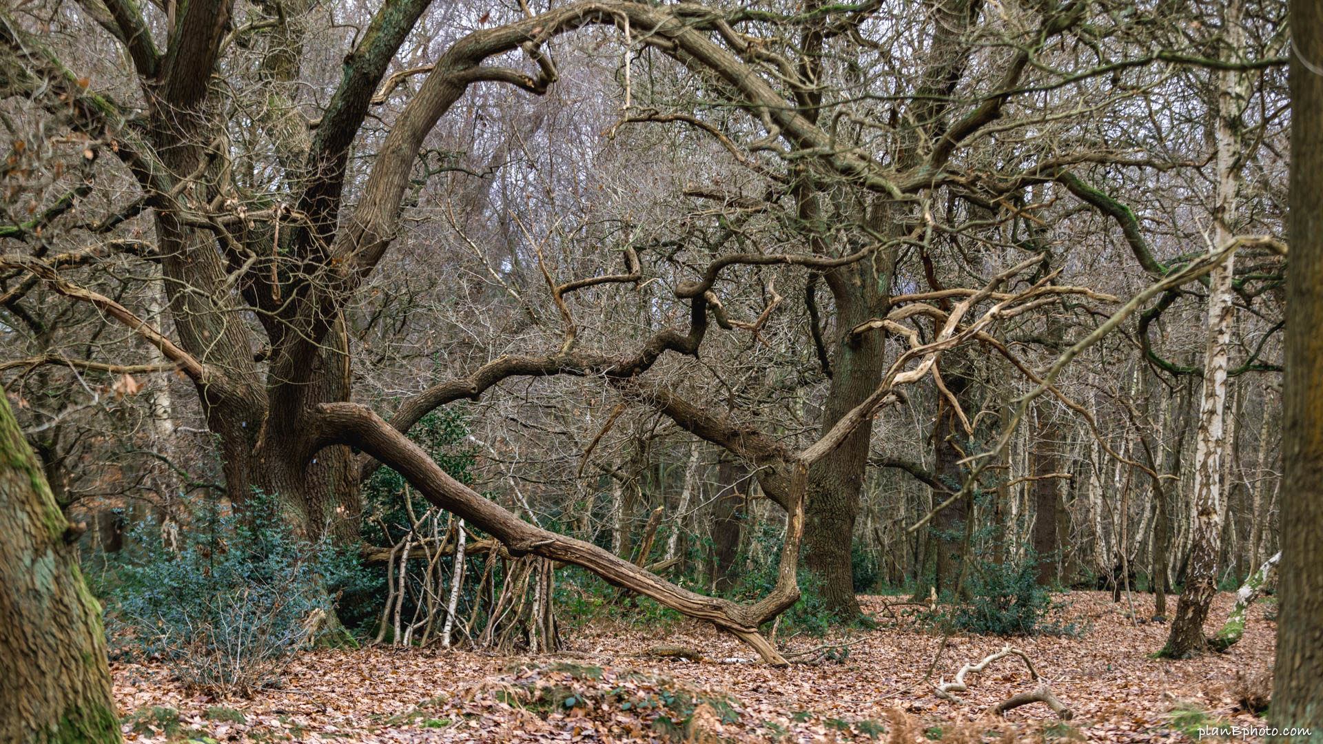 Old trees with huge branches in Sherwood Forest