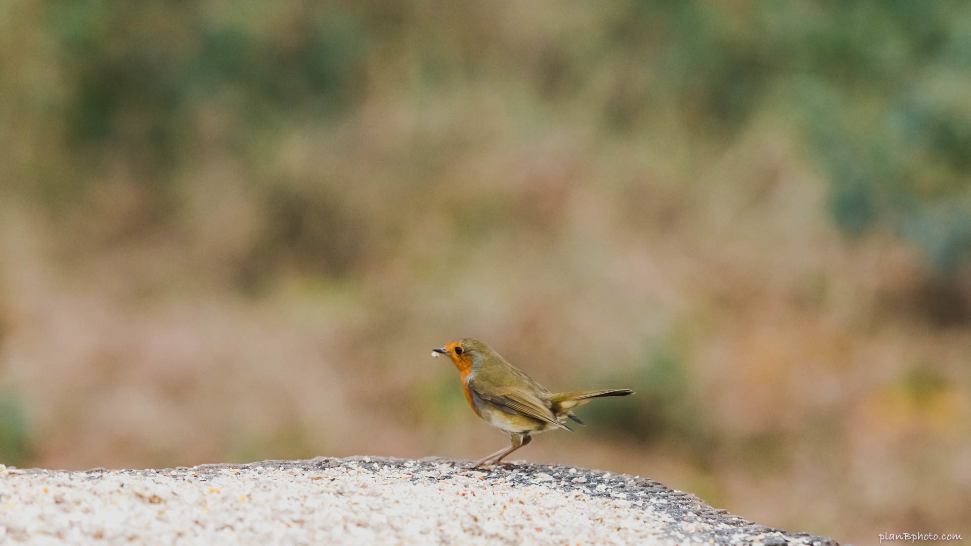 Robin bird near a bird feeder