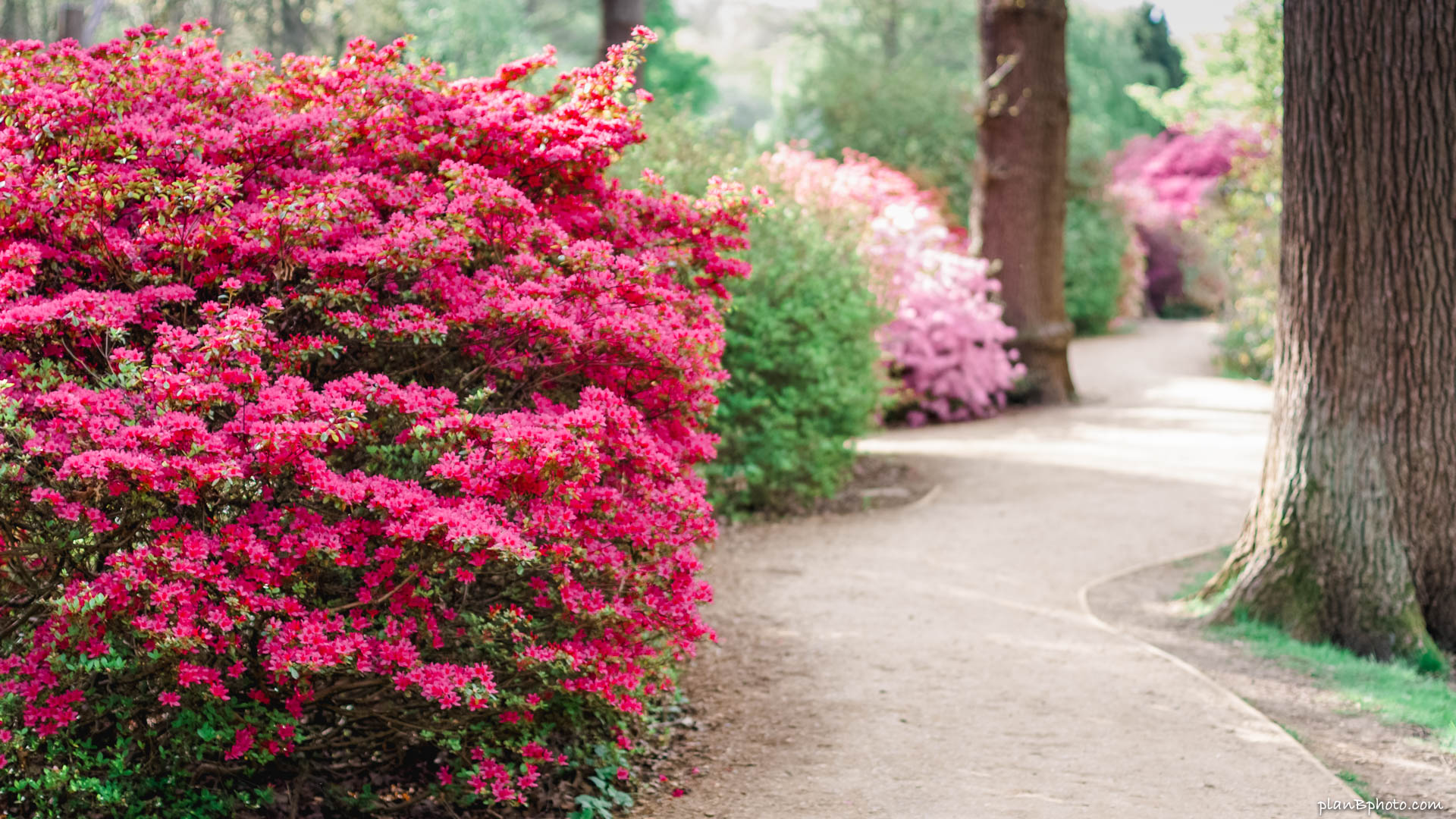 Flowery path in Isabella plantation at Richmond park