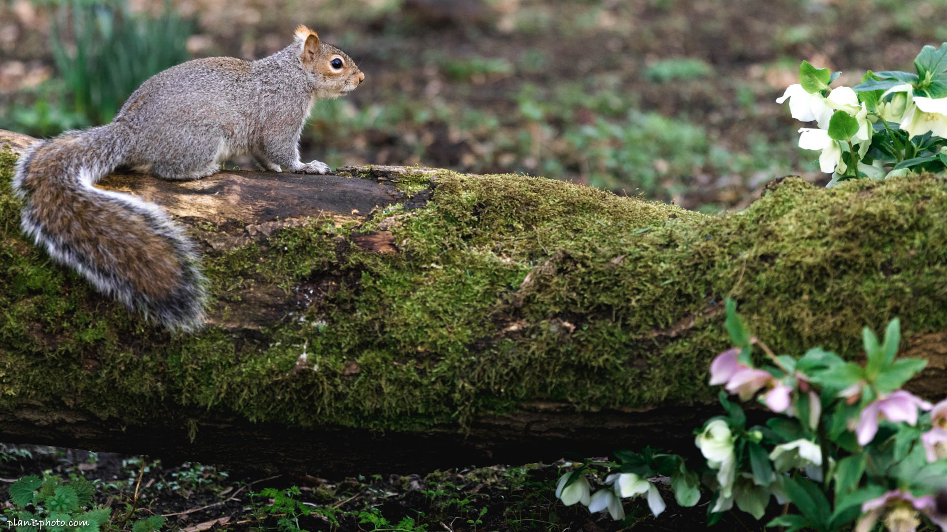 Cute grey squirrel with puffy tail is sitting on a moss covered tree trunk in a park looking at beautiful flowers