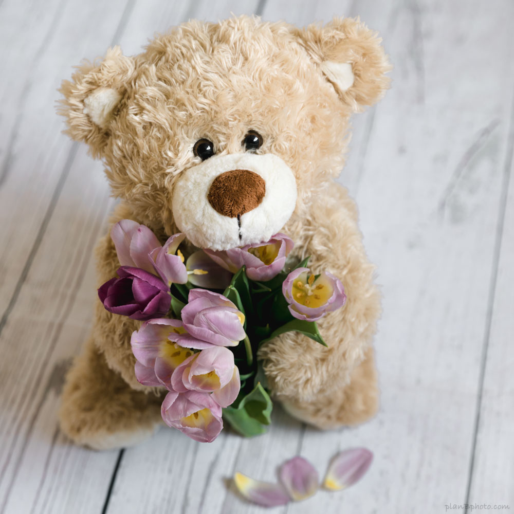 Teddy bear holding tulip flowers bouquet