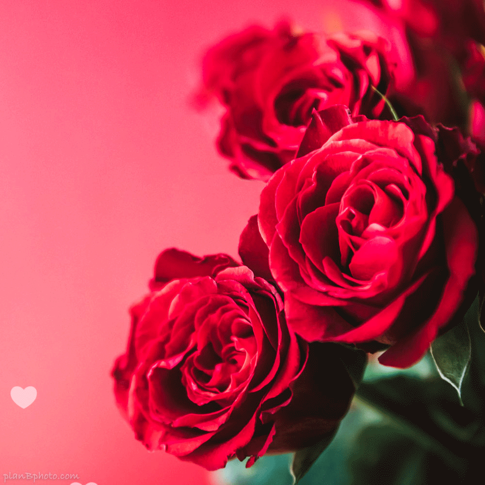 Red roses with floating hearts gif image for Valentine's Day