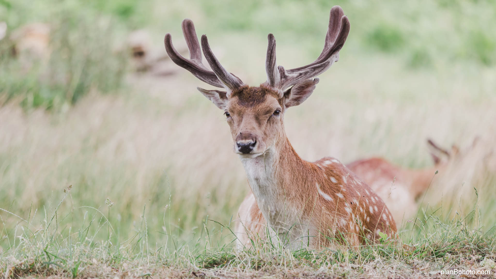 Close image of a deer laying in light green grass in summer