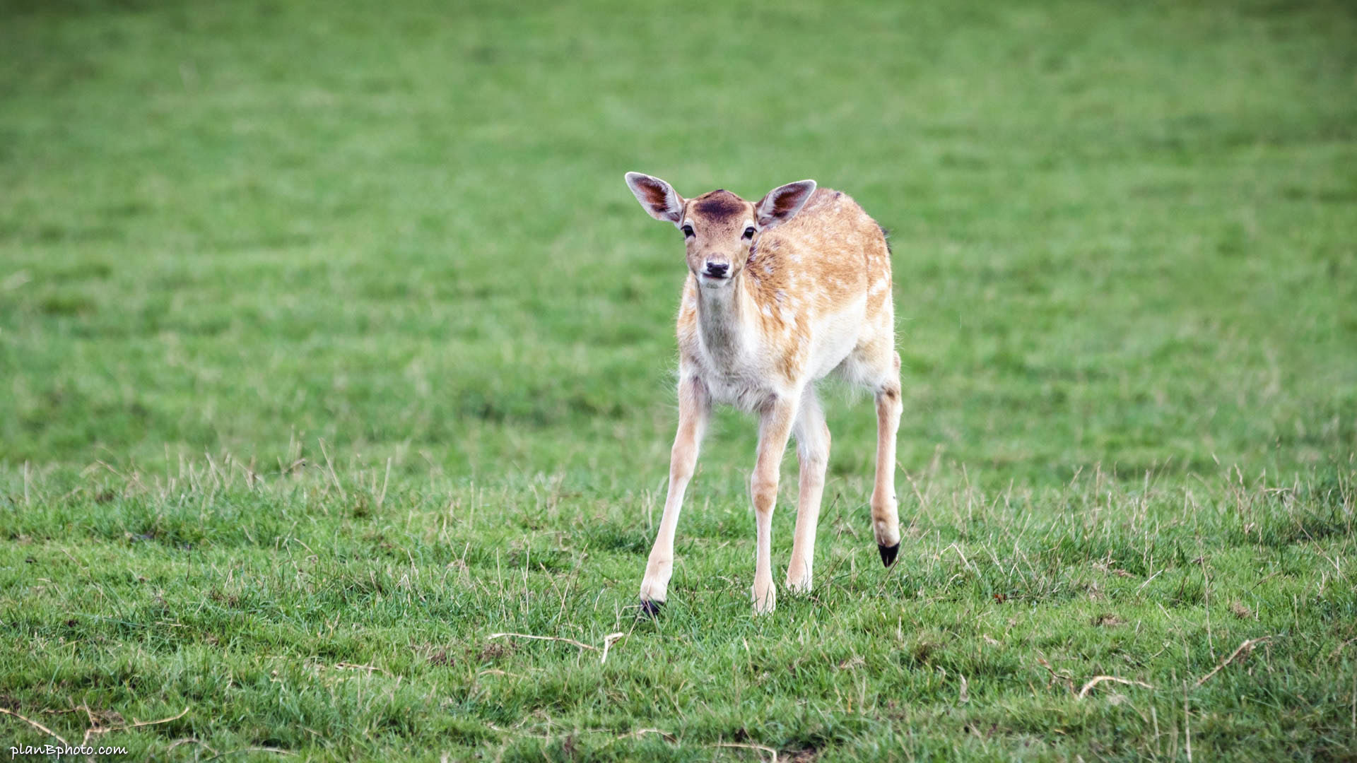 Young deer with white spots