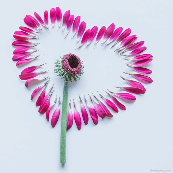 Heart of petals image