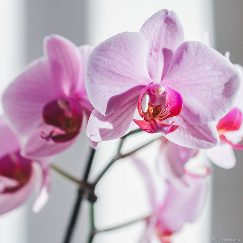 Orchids in the morning sun
