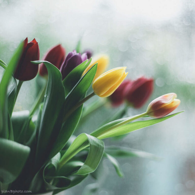 Tulips by the window image