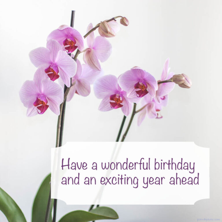 Have a wonderful birthday, Orchids image