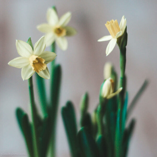 Yellow Narcissus flower image