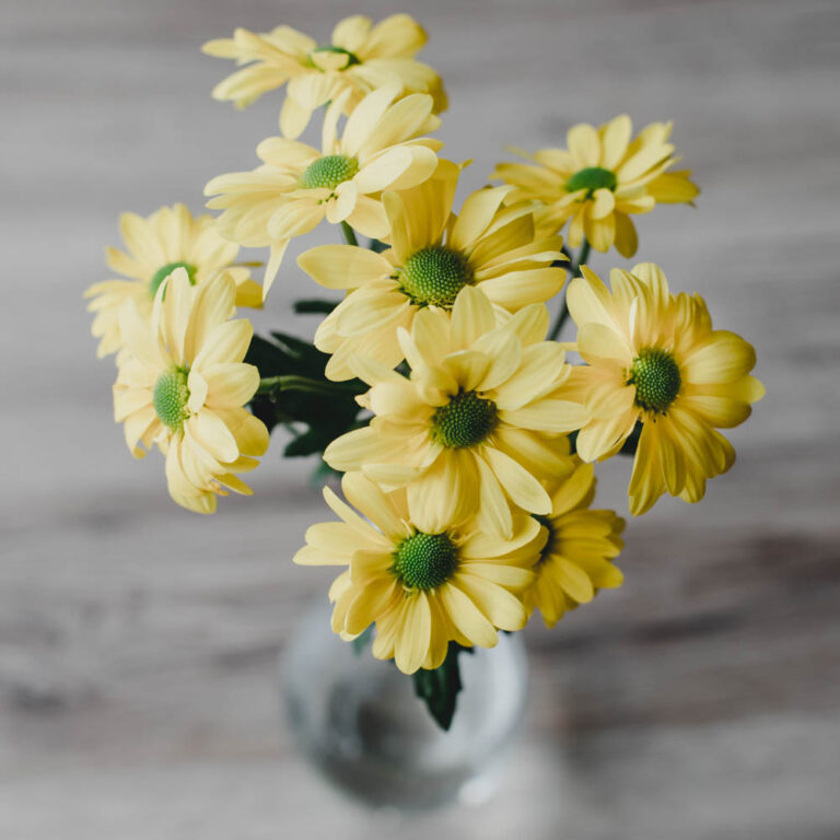 Yellow flowers with green centres free image