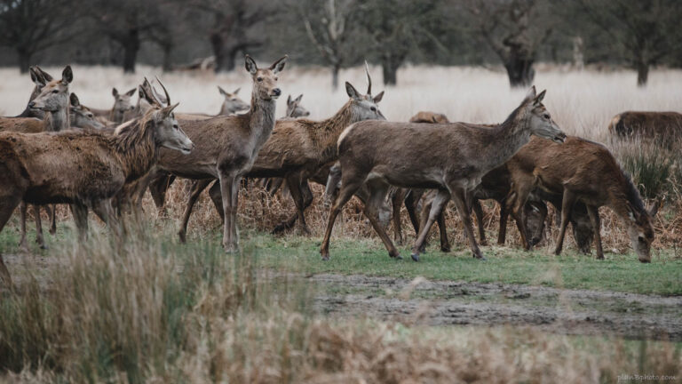 Herd of deer