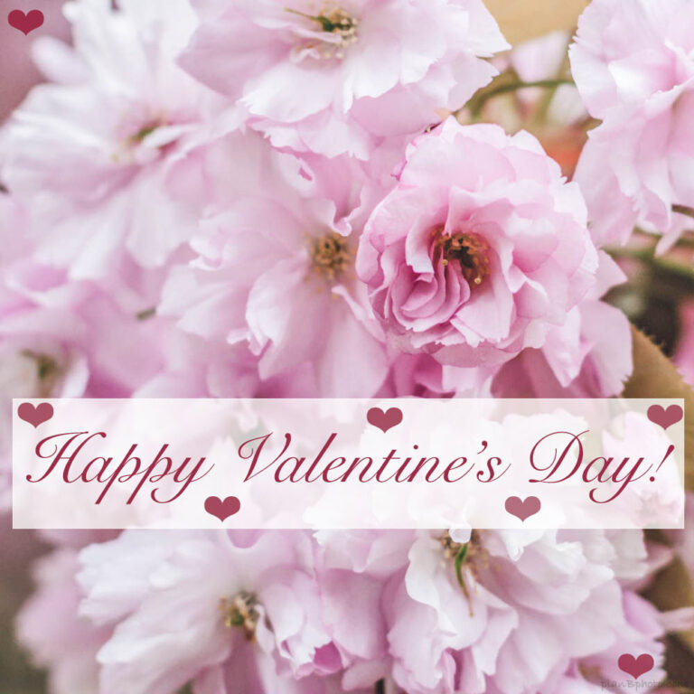 Pink spring flowers Valentines Day image