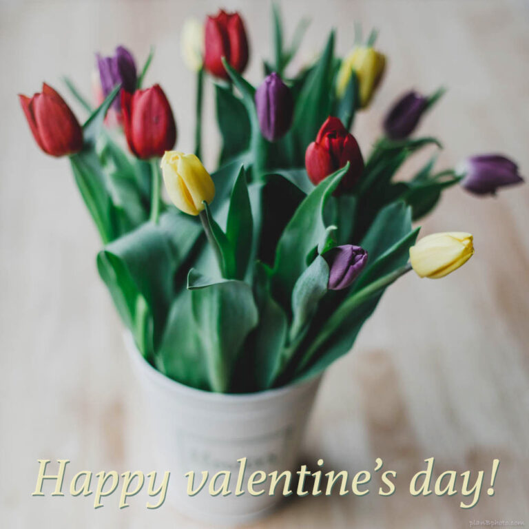 Valentine’s Day Tulips in a white bucket