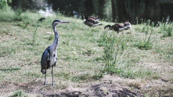 Grey heron bird near a river with ducks. free desktop wallpaper