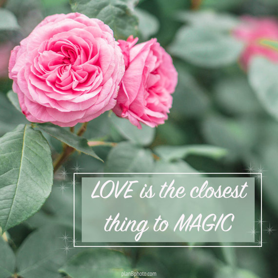 Love is almost magic. Valentines image with pink roses