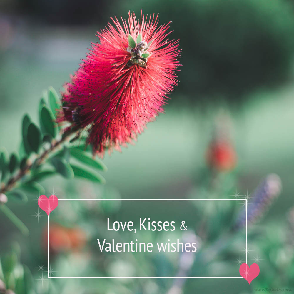 Love, kisses for valentines day image