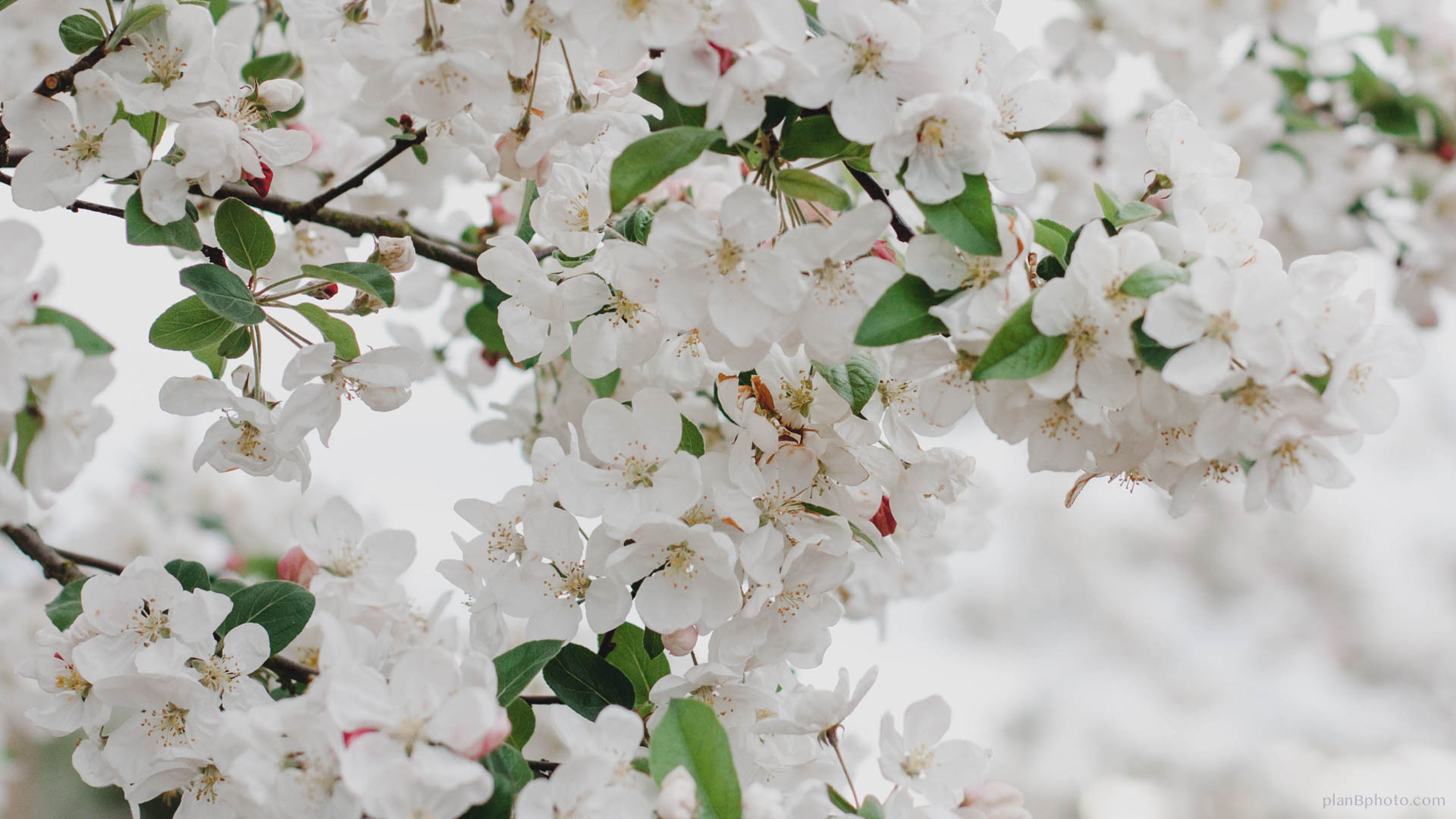 blooming white apple tree in spring