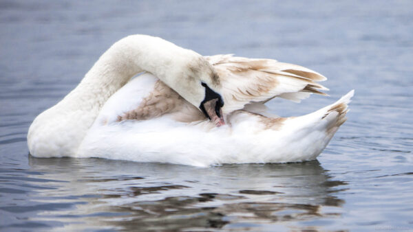 young brown swan turning white