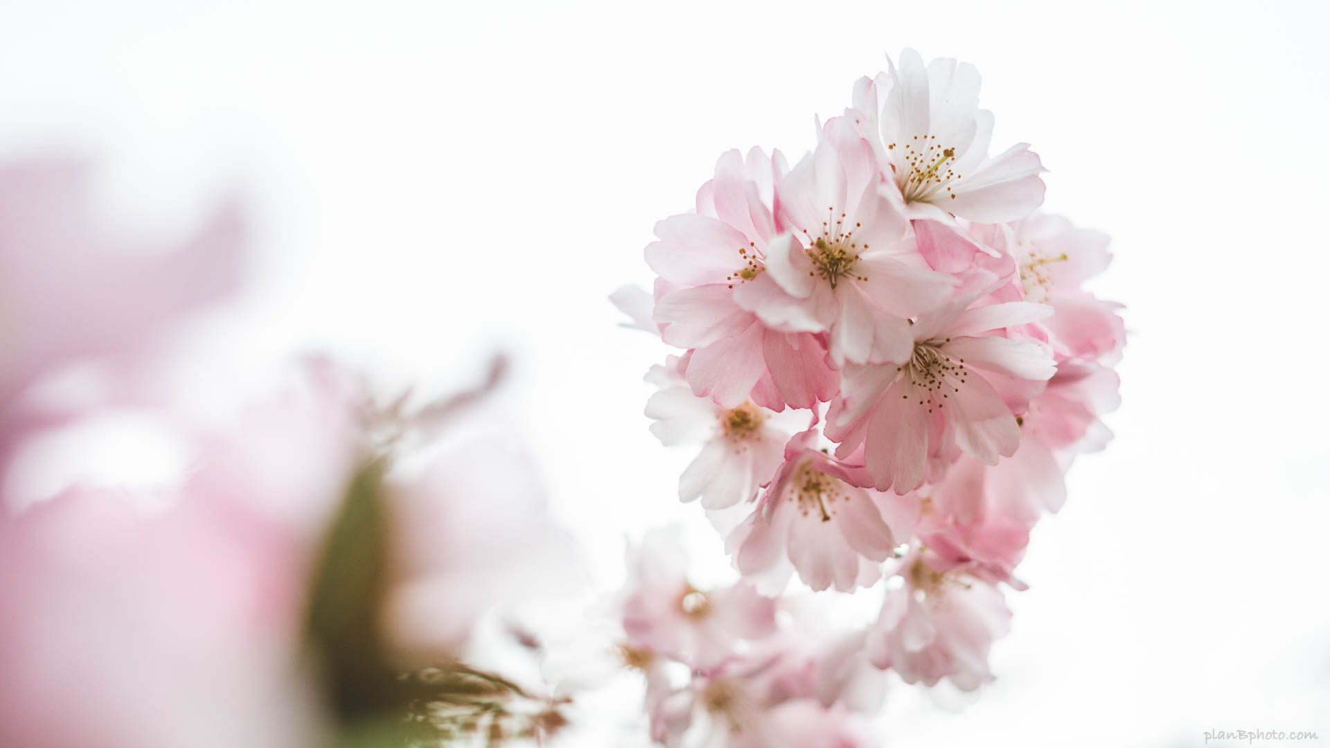 tender pink cherry flowers against white background free desktop image