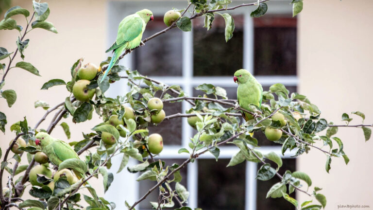 3 parrots on an apple tree