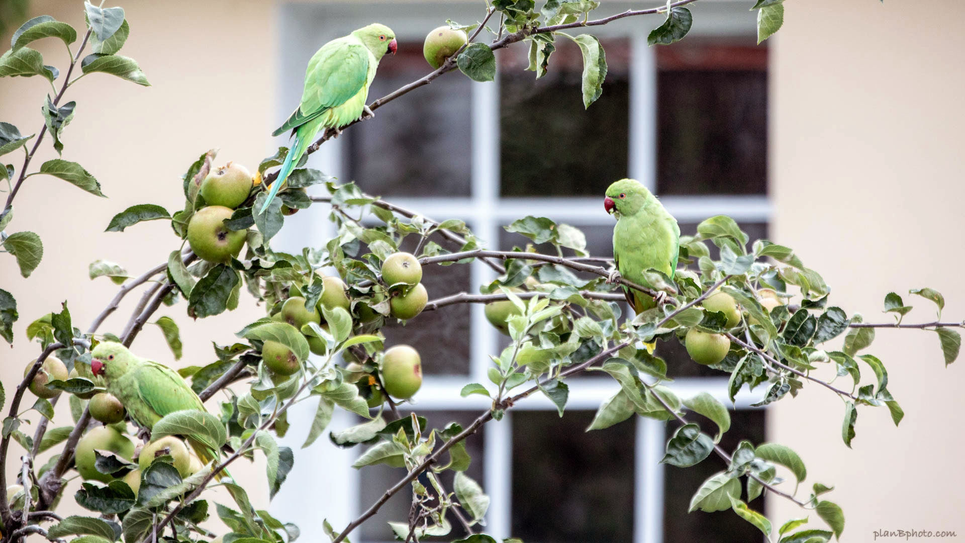 Green parrots on an apple tree in London