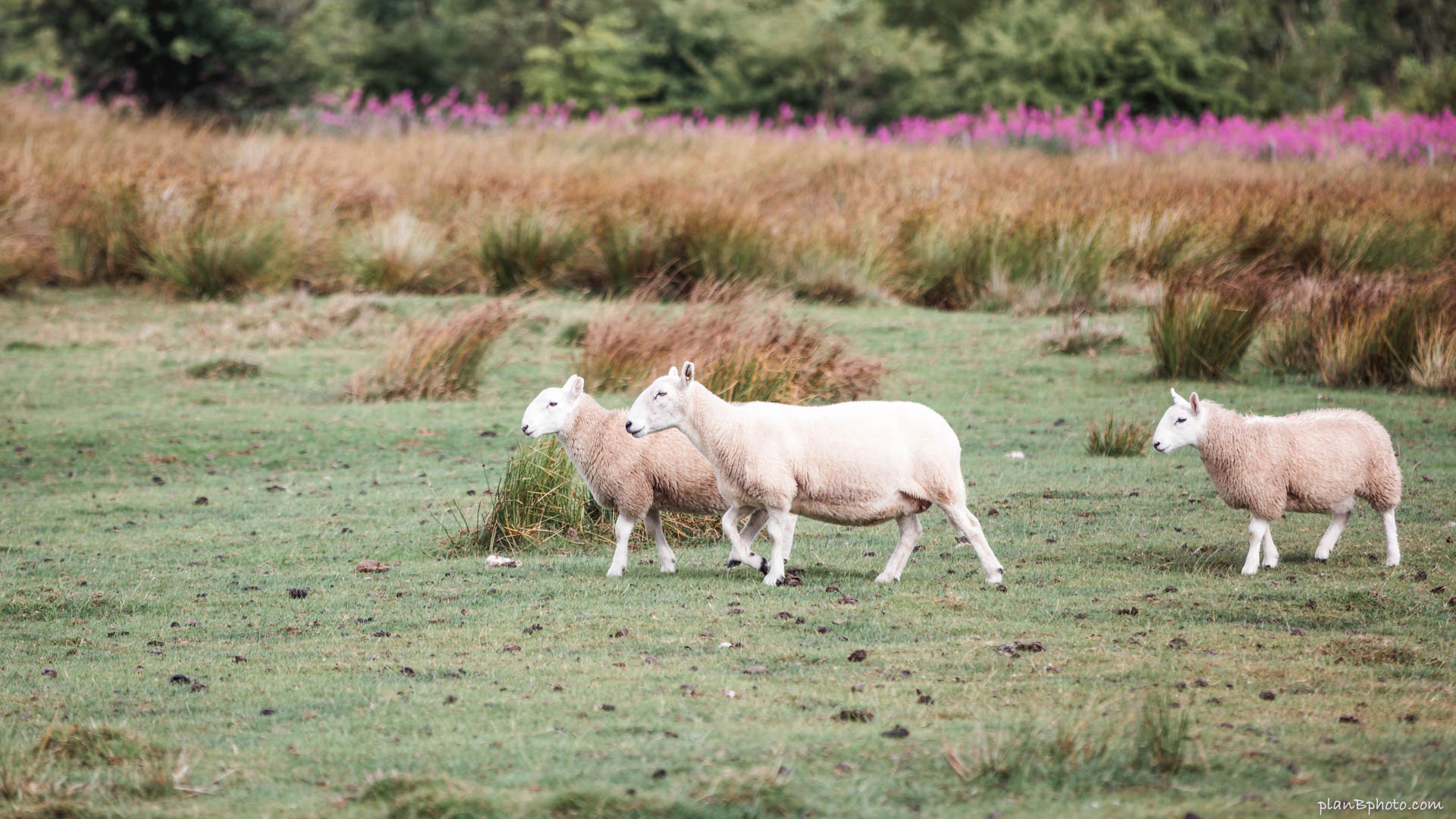 Grassland with three white sheeps walking in autumn