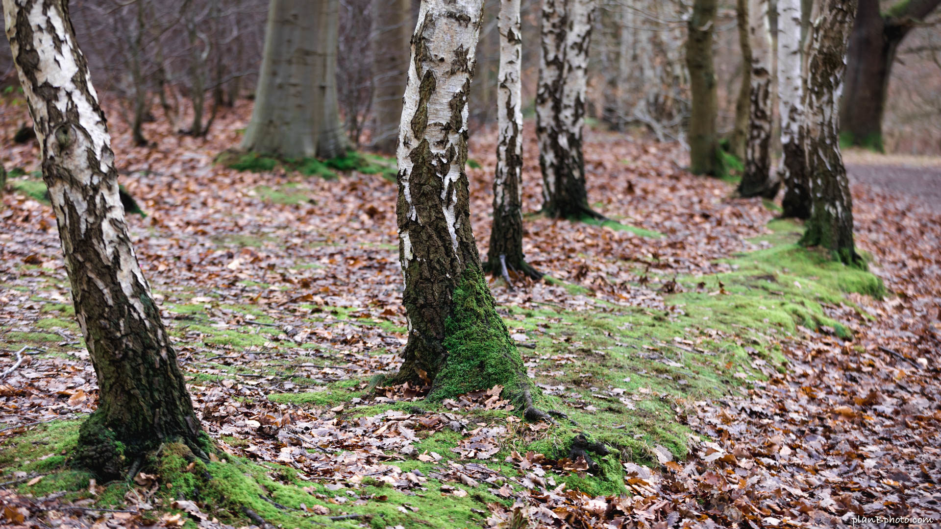 Birch trees covered in green moss in Sherwood Forest