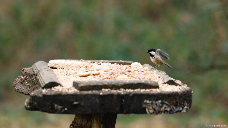 Bird feeder in Sherwood forest
