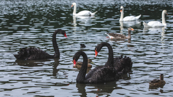 Three black swans swimming in a pond with other birds