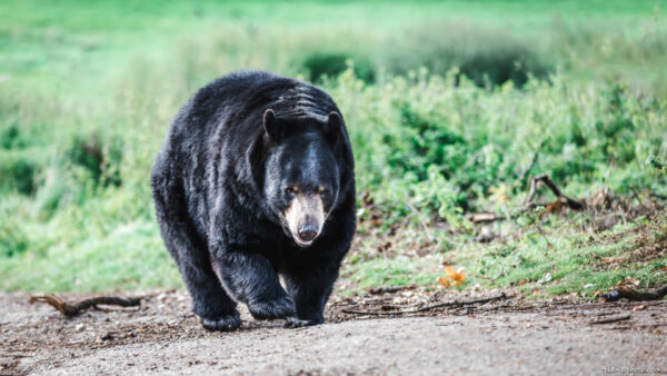 Image of Black bear walking on a foot path