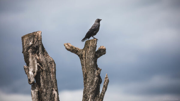 Black bird with blue eyes sitting on an old tree against a stormy dark blue sky