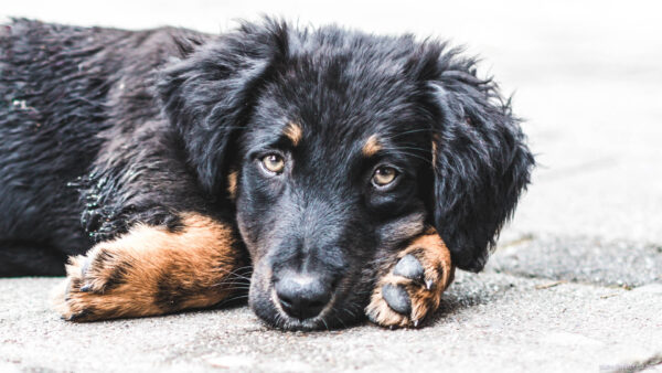 Black puppy lying on his paw