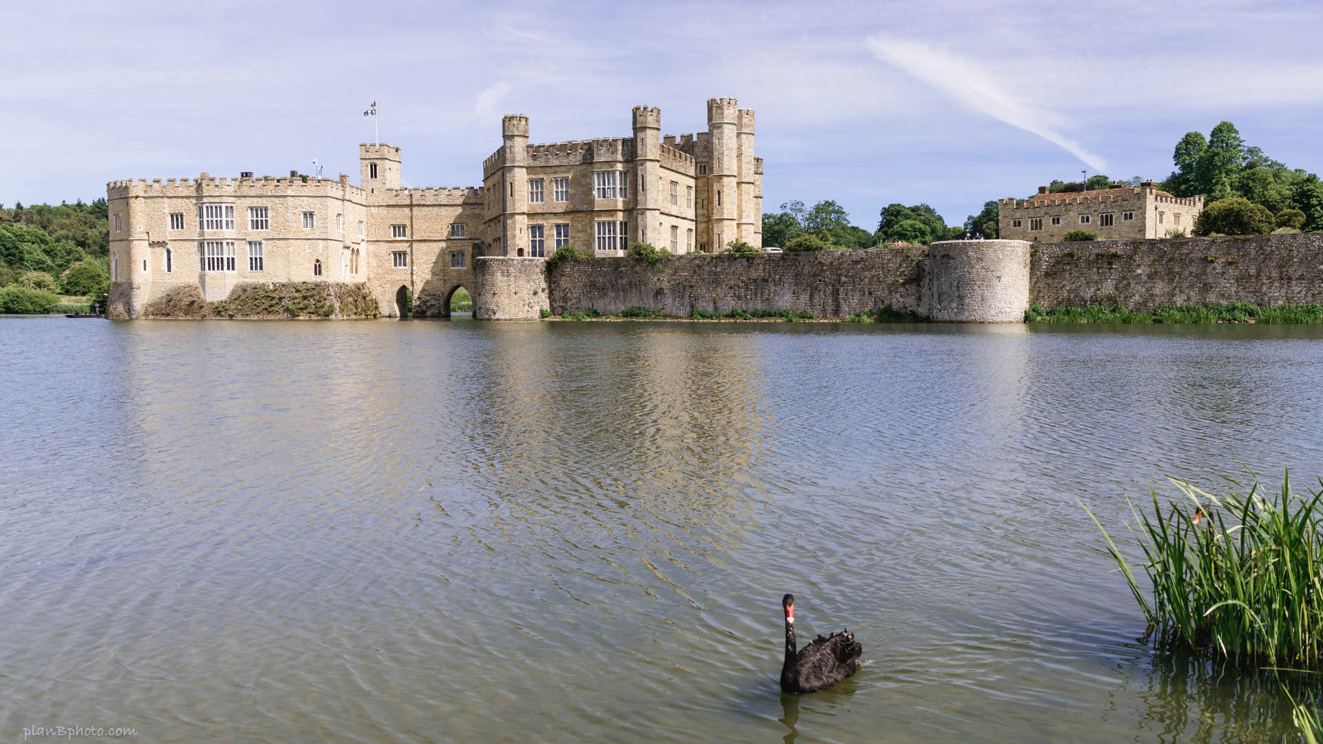 Black swan swimming in a pond in front of Leeds Castle, UK