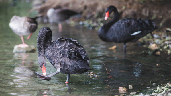 Two black swans in a pond at Leeds Castle