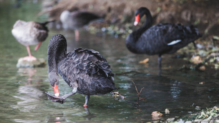 Black swan cleaning his foot