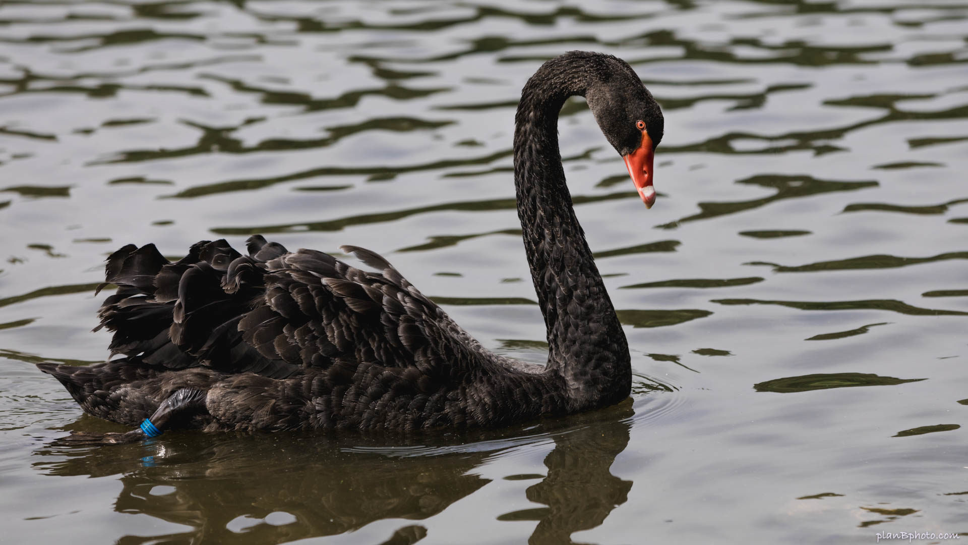 Black swan swimming in Leeds Castle