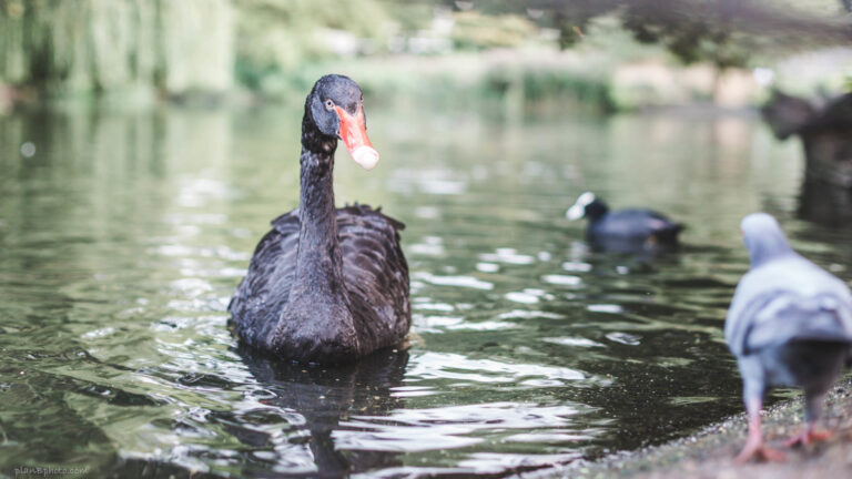 Black swan looking at a pigeon