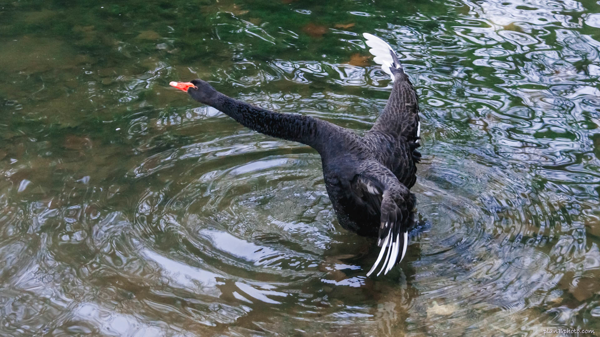 Black swan stretching his neck and wings