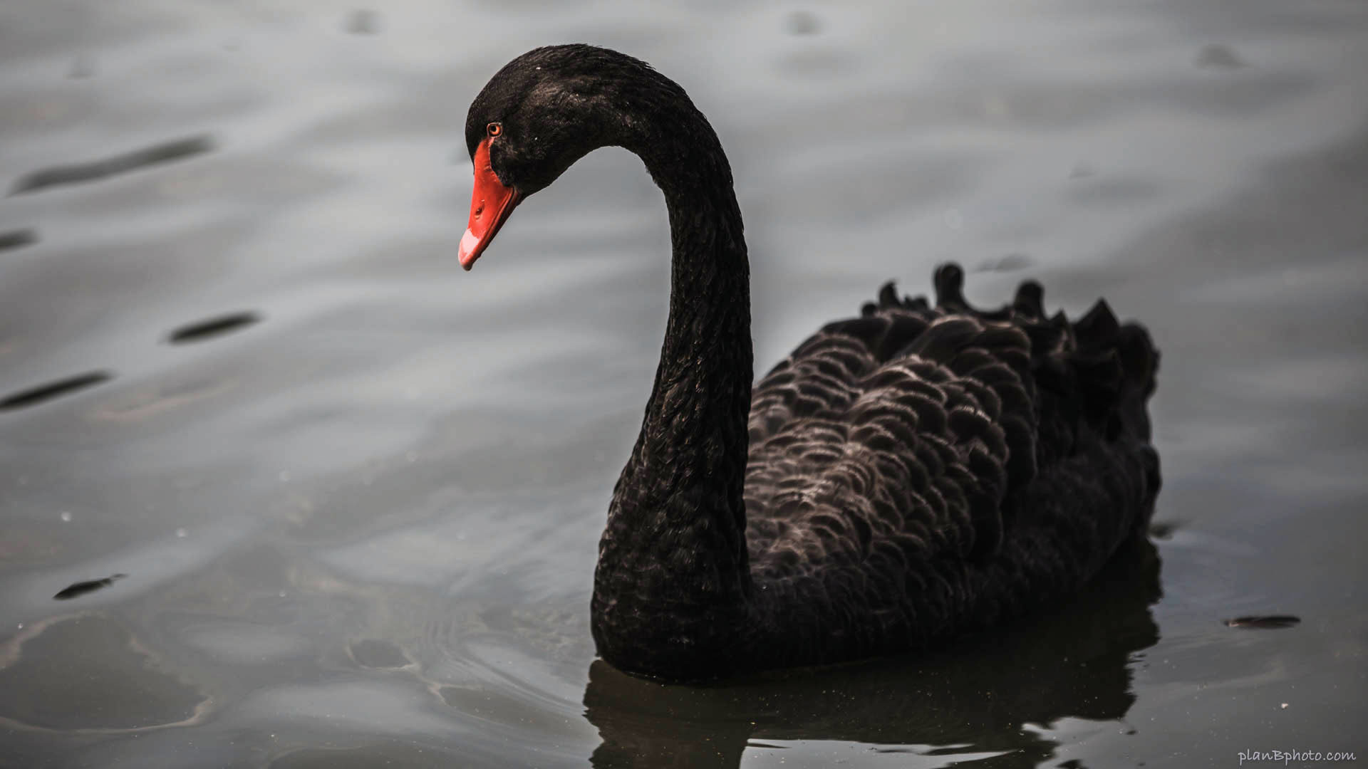 Black swan swimming near London