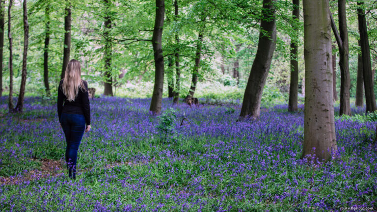 Bluebells in a forest