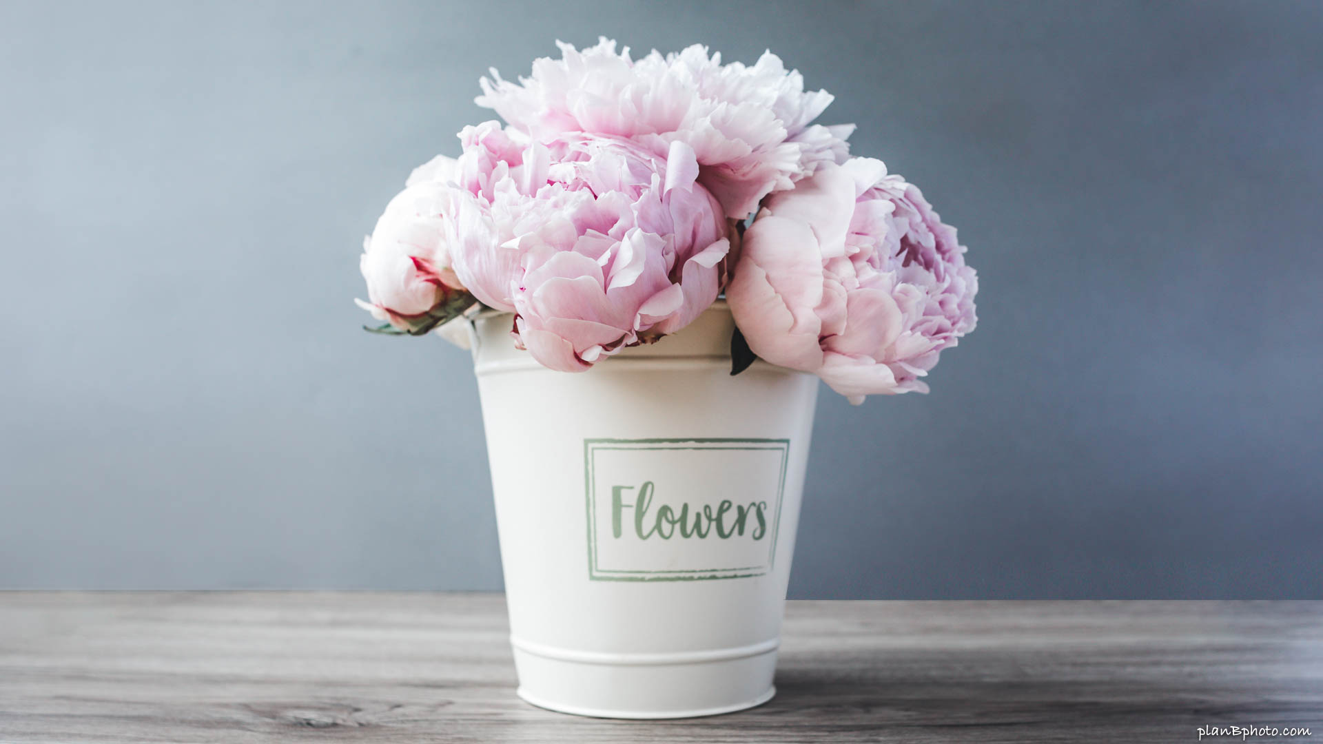 Bouquet of large pink peonies in a white bucket on grey background
